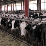 Bluebonnet Adventures: Visiting a Dairy Farm Bluebonnet Adventures: Visiting a Dairy Farm
